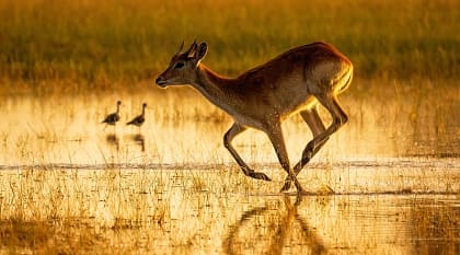 Lechwe running through the water in the Okavango Delta, Botswana