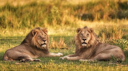 Lions at Moremi Game Reserve, Botswana