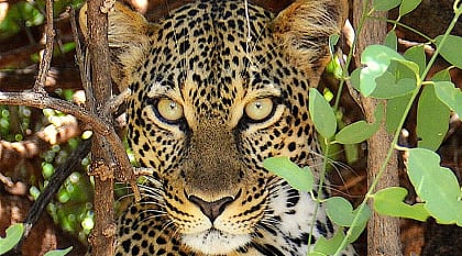 Deep Into the Bush: An Okavango Walking Safari Deep Into the Bush: An Okavango Walking Safari