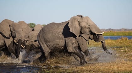 Family of elephants storming out of a waterhole together in Botswana, Africa