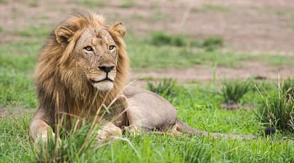 Signature Rwanda Safari: Gorillas, Chimpanzees and Big-Game Savannah