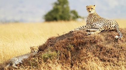 Leopard resting after hunting, Masai Mara National Reserve, Kenya