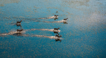 Antelopes running on the Okavango Delta river Antelopes running on the Okavango Delta river