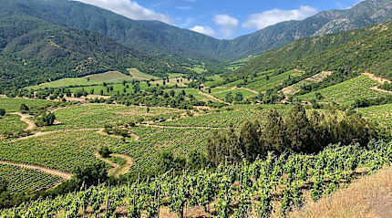 Vineyards surrounded by mountains in Colchagua Valley, Chile