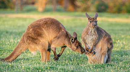 Kangaroo family on Kangaroo Island, South Australia