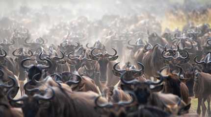 Wildebeests during the great migration in Tanzania