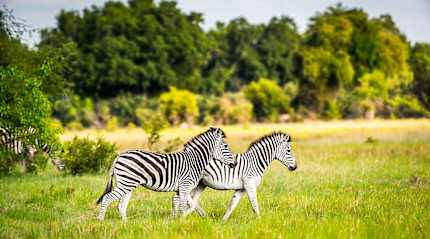 Zebras in the Okavango Delta, Botswana