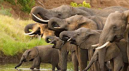 Herd of African Elephants in Botswana