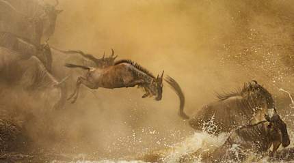 Wildebeests crossing the Mara river