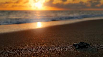 Newly hatched sea turtle on the beach in Corcovado National Park
