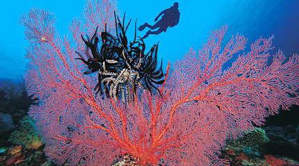 A diver takes to the water in Indonesia