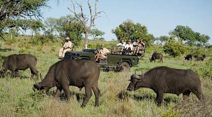 On safari in Kruger National Park, South Africa