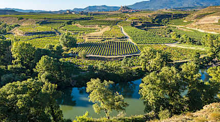 Vineyards in the La Rioja Region of Spain