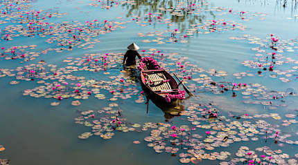 Farmer with boat harvesting waterlilies on the Yen River in Ninh Binh, Vietnam