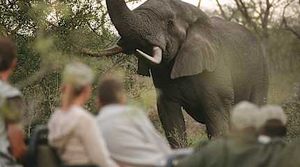 Encounter with an elephant during a safari in South Africa.