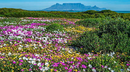 Wildflower blooming in Cape Town, South Africa