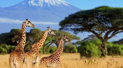 Giraffes in Kenya with Mount Kilimonjaro in the background