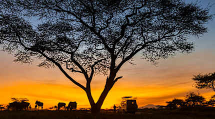 A beautiful sunset safari experience in the Serengeti, Tanzania.