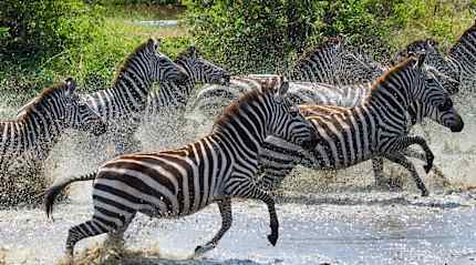 Zebras in Serengeti National Park, Tanzania