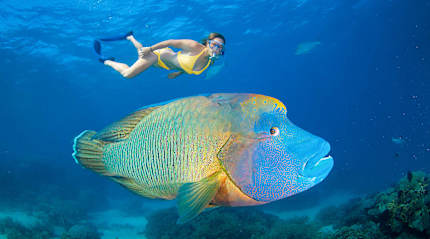 Woman snorkeling along side a maori wrasse in the Great Barrier Reef, Australia
