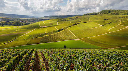 Vineyard in the hills of Burgundy, France.