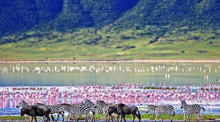 Zebra and wildebeests walking along a lake filled with flamingos in the Ngorongoro Crater, Tanzania
