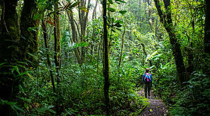 Hiking in Monteverde Cloud Forest in Costa Rica