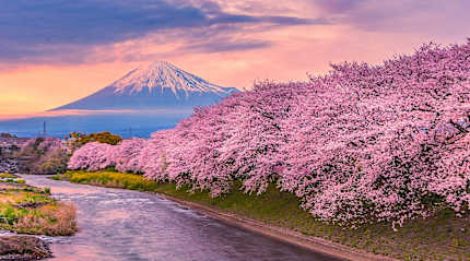Cherry blossoms line the river with Mt Fuji in the distance