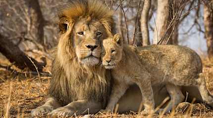 Father and cub at Kruger National Park, South Africa
