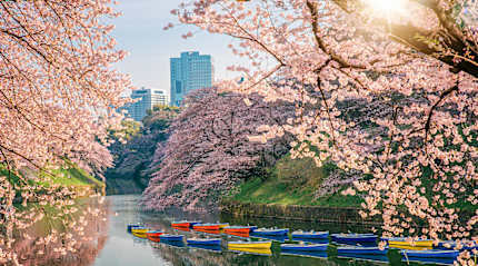 Cherry blossoms in Chidorigafuchi Park, Tokyo