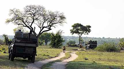 Safari in the Kruger National Park, South Africa.