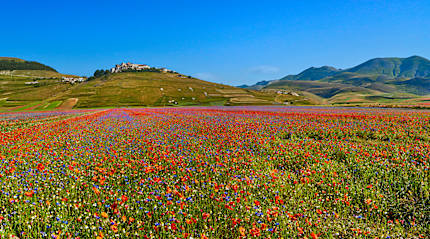 Wildflowers in Castelluccio di Norcia, Italy