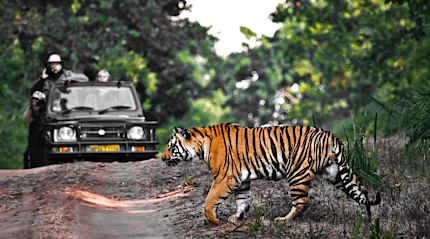 Bengal tiger at Bandhavgarh National Park, India