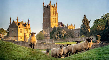 Sheep on hillside at Cotswold village, Chipping Campden in England, with Gothic architecture in the background