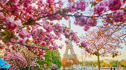 Cherry blossoms add a touch of pink to the Eiffel Tower
