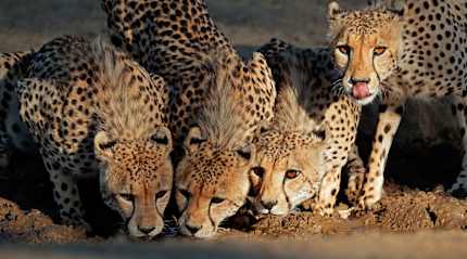 Cheetahs drinking at a watering hole in the Kalahri Desert, South Africa