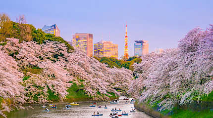 People boating on moat at Chidorigafuchi park during cherry blossom season in Tokyo, Japan