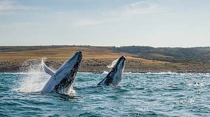 Two humback whales breaching off the Wild Coast in the Eastern Cape of South Africa