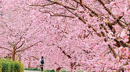 Woman walking through tunnel of cherry blossoms in Kawazu, Shizuoka
