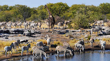 A lone giraffe surrounded by a herd of zebras in Etosha National Park, Namibia.