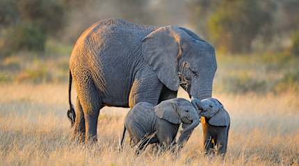 Amboseli National Park, Kenya.