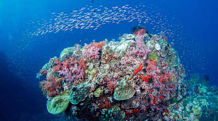Colorful coral and fish in the Great Barrier Reef, Australia