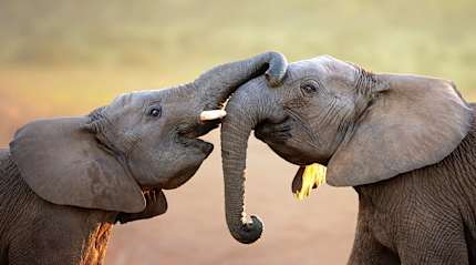 Addo Elephant Park elephant calves playing