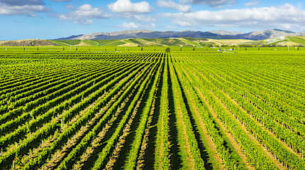 Vineyards in Marlborough, New Zealand