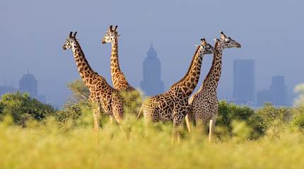 Nairobi National Park with the city skyline in the background