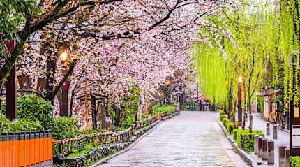 Spring cherry blossoms in Kyoto, Japan