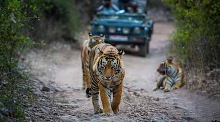 Bengal tiger walking along forest trail in Ranthambore National Park as safari vehicle follows behind