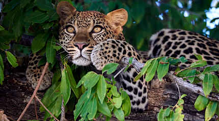 Leopard in a tree at Mombo Camp in Botswana