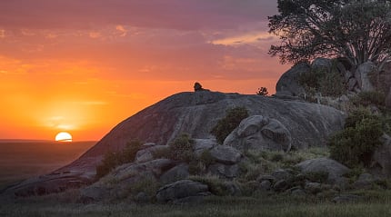 Silhouette of a lion on the rock at sunset the Serengeti, Tanzania