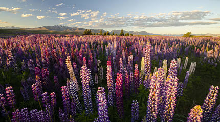 Lupins around Lake Tekapo, New Zealand
